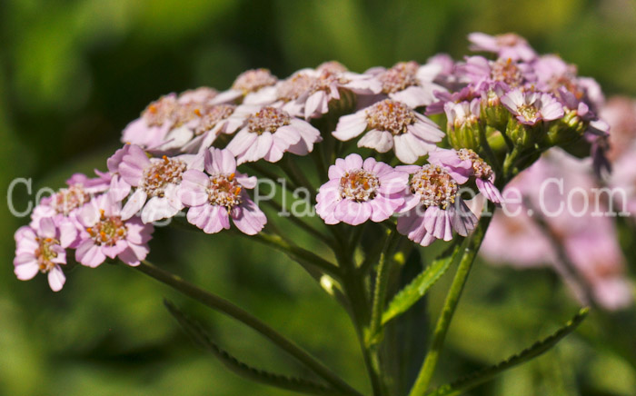 PGC-P-Achillea-millifolium-Love-Parade-4