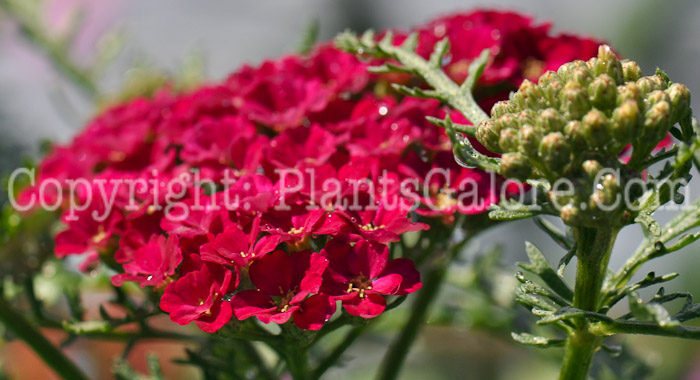 PGC-P-Achillea-millifolium-Pomegranate-1