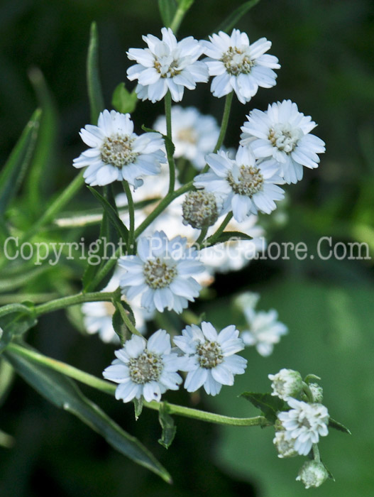 PGC-P-Achillea-ptarmica-aka-Sneezeweed-1