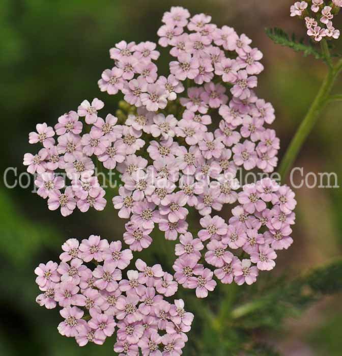 PGC-P-Achillea-millifolium-Love-Parade-1-1