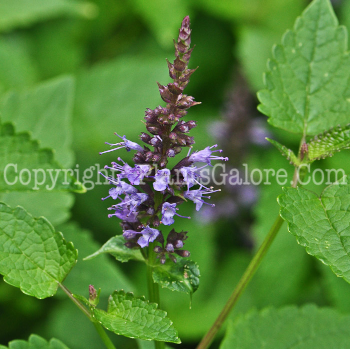 PGC-P-Agastache-Astello-Indigo-813-1