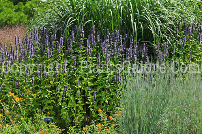 PGC-P-Agastache-Black-Adder-813-4