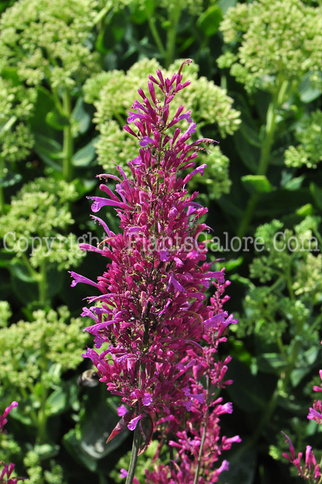 PGC-P-Agastache-Bolero-813j-1