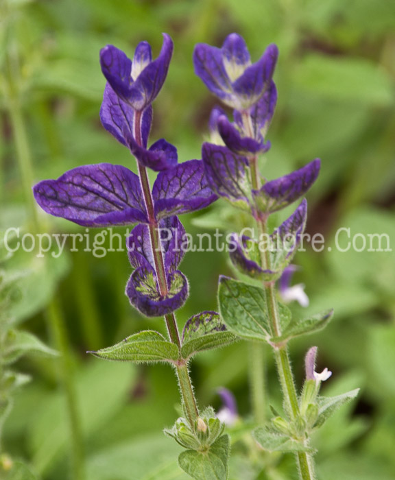 PGC-P-Agastache-Champagne-0714-1