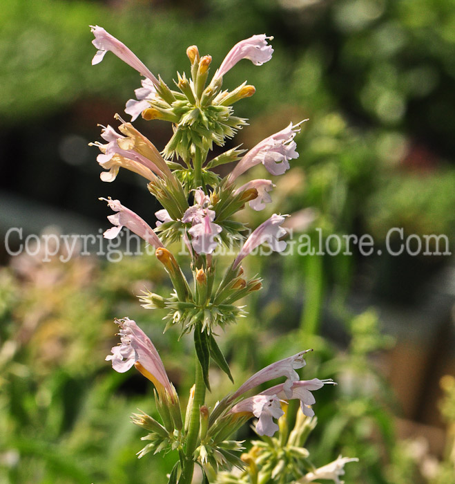 PGC-P-Agastache-Champagne-613-1