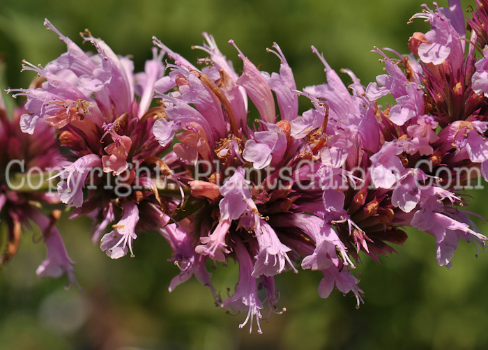 PGC-P-Agastache-Cotton-Candy-2010-001