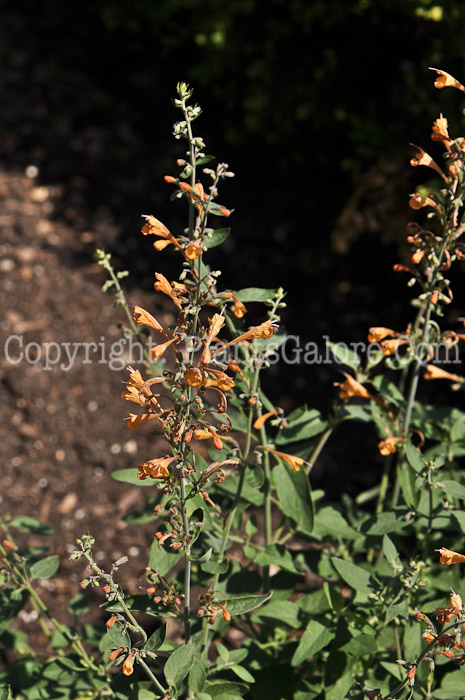 PGC-P-Agastache-Tango-2012-2