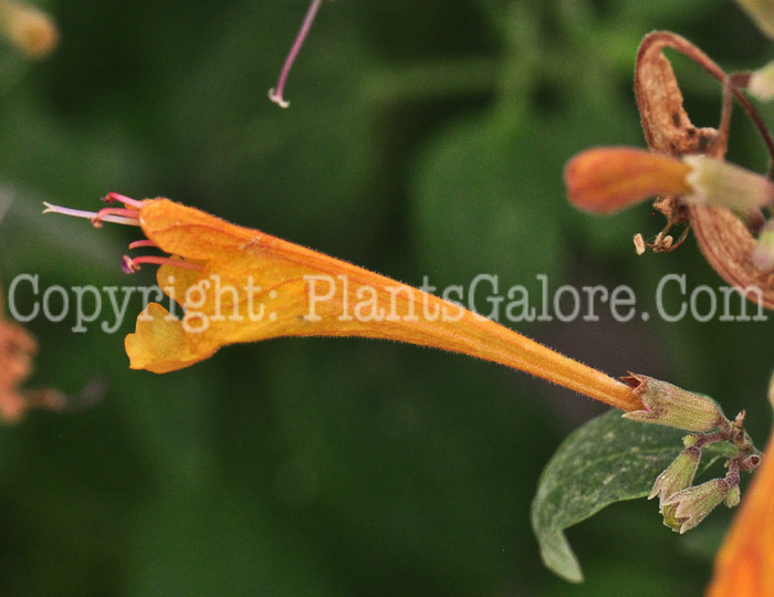 PGC-P-Agastache-Tango-813-2