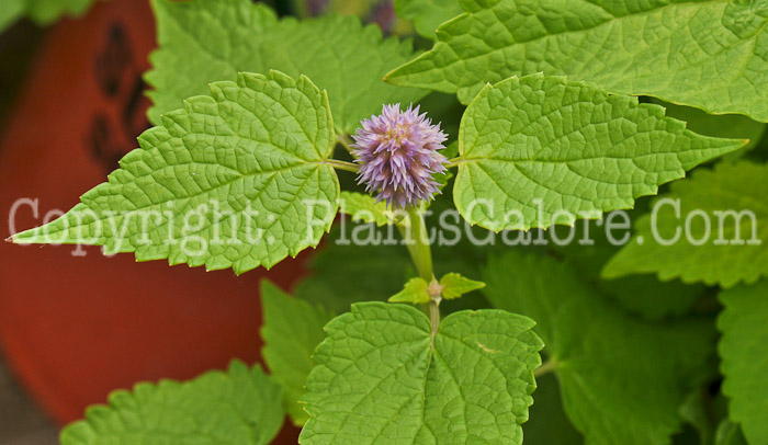 PGC-P-Hyssop-Golden-Jubilee-2010-o002