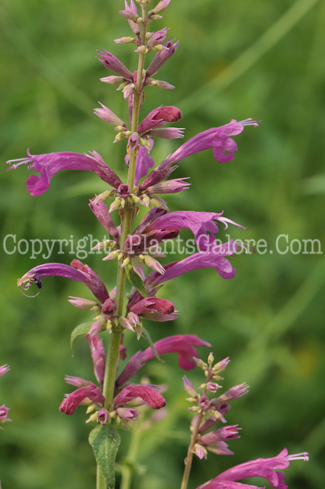 PGC-P-Agastache-canna-Sinning-2010-o001