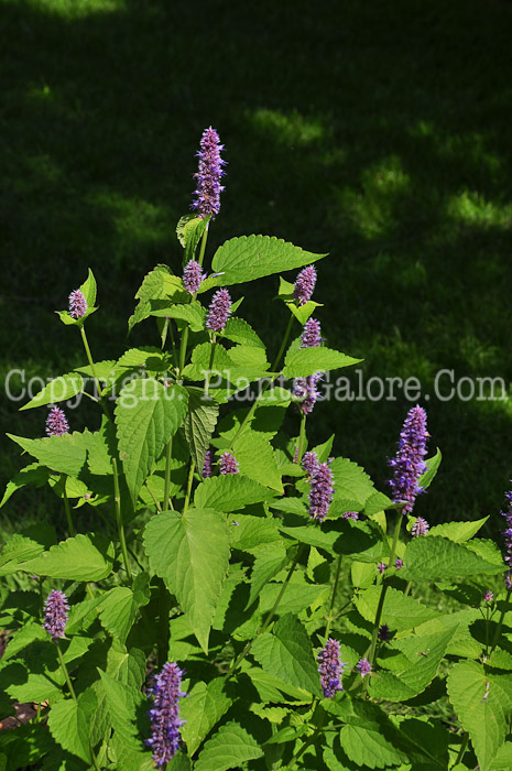 PGC-P-Agastache-foeniculum-813-1