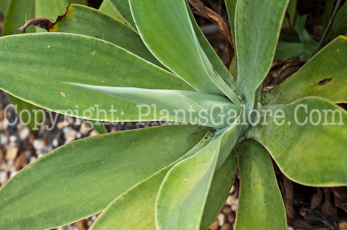 PGC-P-Agave-attenuata-14-2