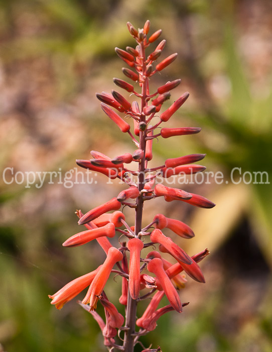 PGC-P-Aloe-vogtsii-0214-a-1