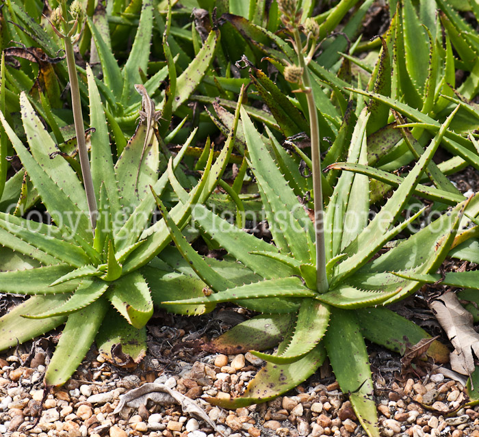 PGC-P-Aloe-vogtsii-0214-a-3