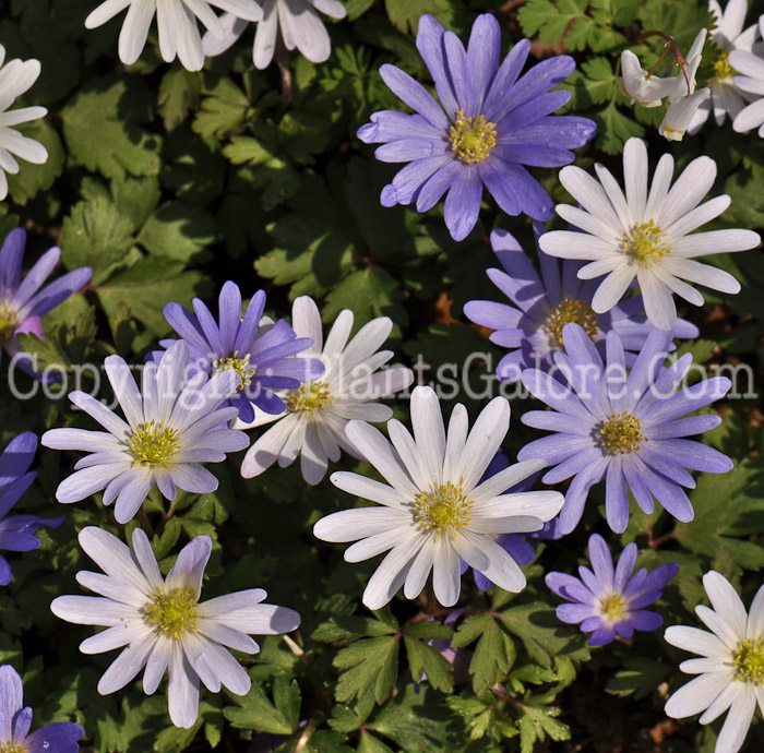 PGC-P-Anemone-blanda-aka-Windflower-1