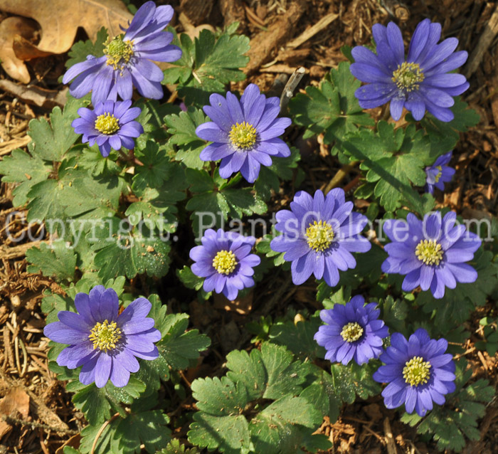 PGC-P-Anemone-blanda-aka-Windflower-2