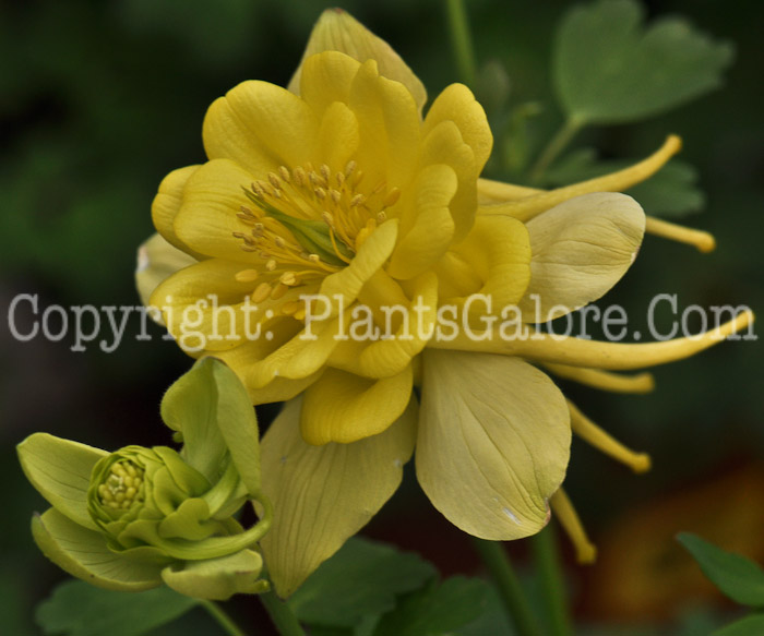 PGC-P-Aquilegia-Sunshine-05-2012-1