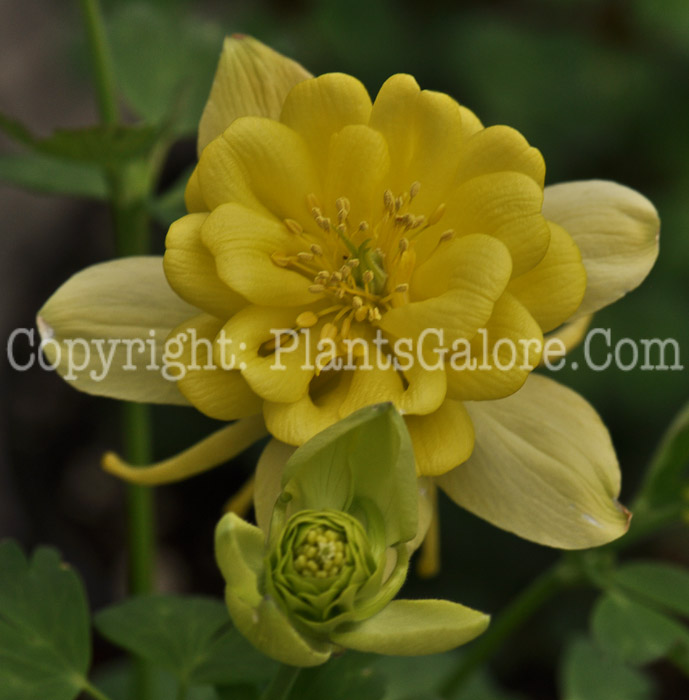 PGC-P-Aquilegia-Sunshine-05-2012-2