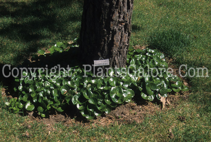PGC-P-Asarum-europaeum-aka-European-Ginger-6
