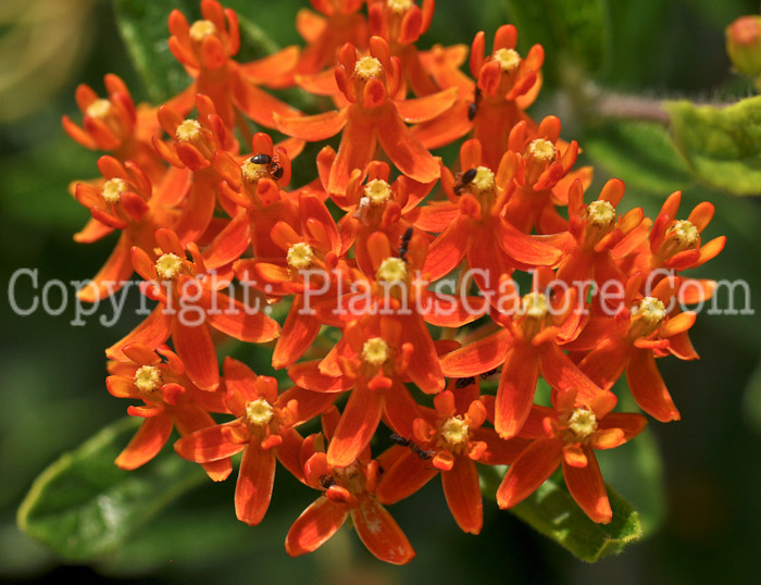 PGC-P-Asclepias-tuberosa-14