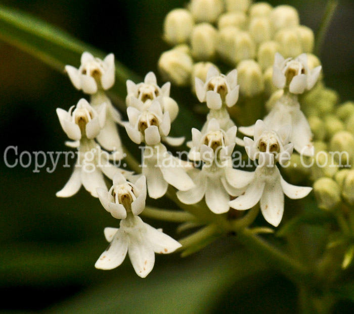 PGC-P-Asclepias-tuberosa-Milkmaid-2012-1