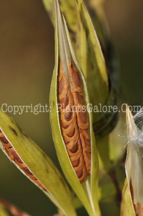 PGC-P-Asclepias-incarnata-MSU-10-2011-001