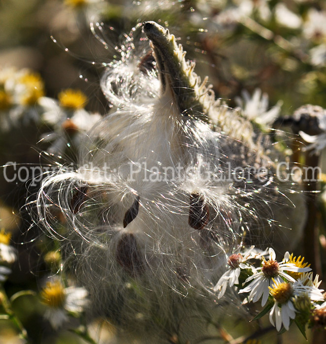 PGC-P-Asclepias-incarnata-MSU-10-2011-004