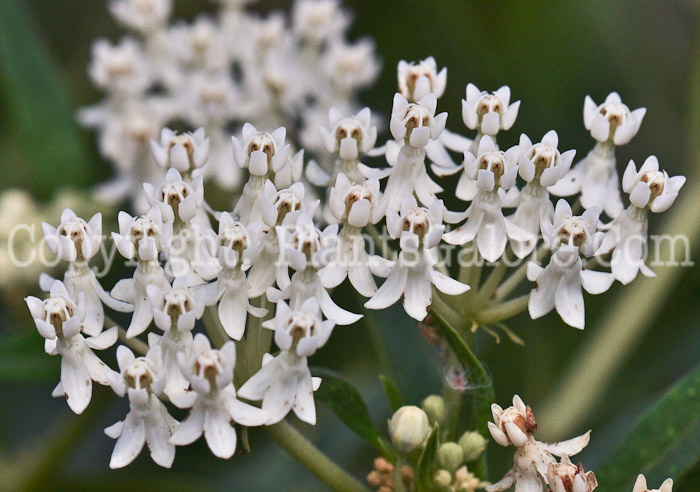 PGC-P-Asclepias-tuberosa-Milkmaid-2012-2