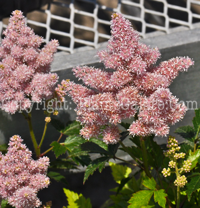 PGC-P-Astilbe-Sister-Theresa-08-2012-1