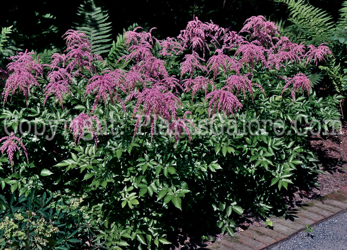 PGC-P-Astilbe-Straussenfeder-06-12-1