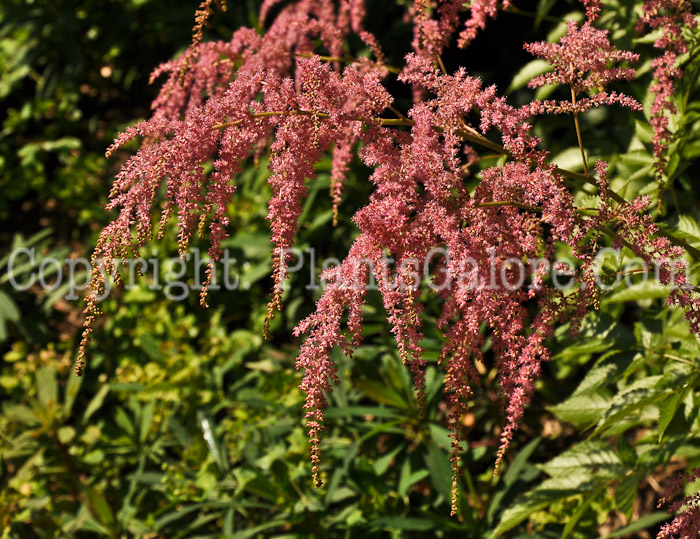 PGC-P-Astilbe-Straussenfeder-06-12-2