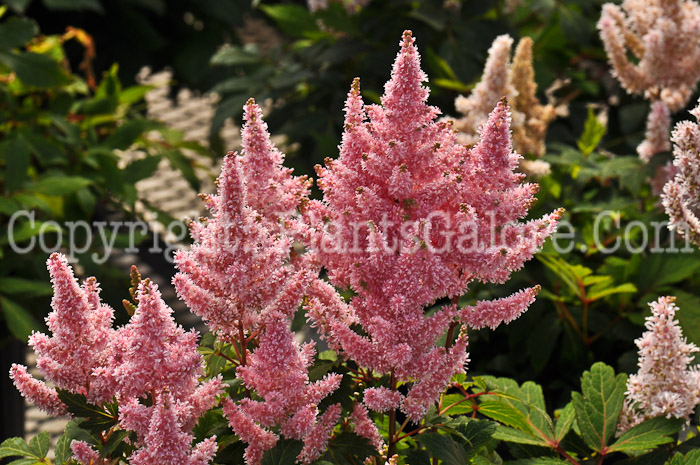 PGC-P-Astilbe-Younique-Salmon-05-2012-01