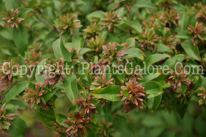 PGC-S-Abelia-mosanensis-aka-Fragrant-Abelia-1