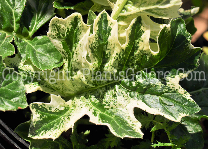 PGC-P-Acanthus-mollis-Tasmanian-Angel-2013-4