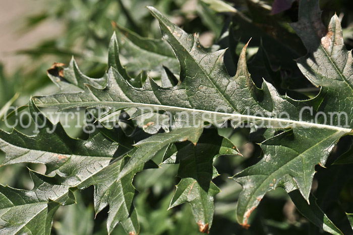 PGC-P-Acanthus-spinosa-aka-Bears-Breeches-4