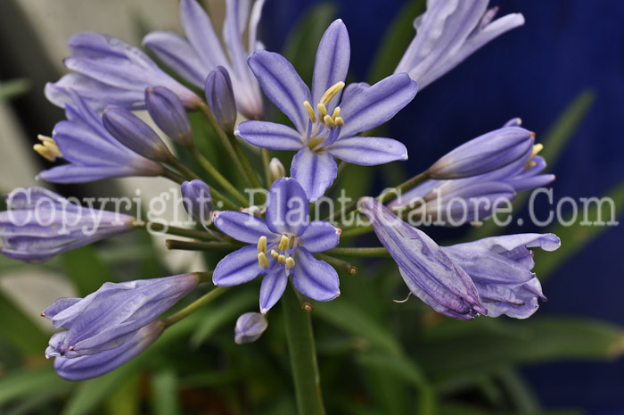 PGC-B-Agapanthus-Baby-Pete-1