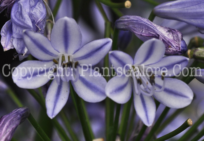 PGC-B-Agapanthus-Peter-Pan--2