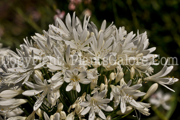 PGC-B-Agapanthus-White-Heaven-2