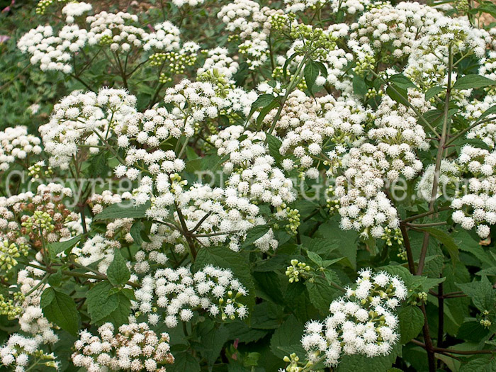 PGC-P-Ageratina-altissima-aka-White-Snakeroot-3