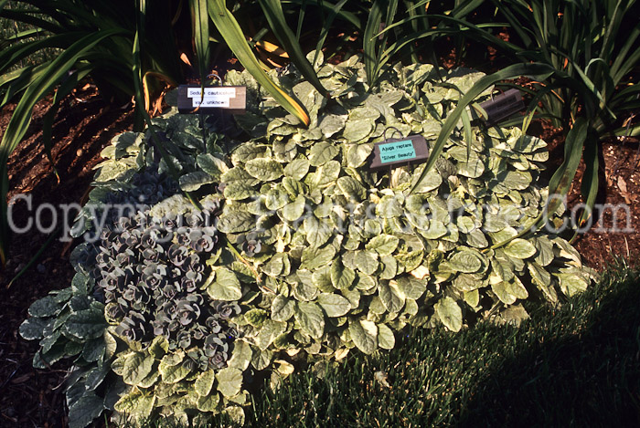 PGC-P-Ajuga-reptans-Silver-Beauty-2010-Edit