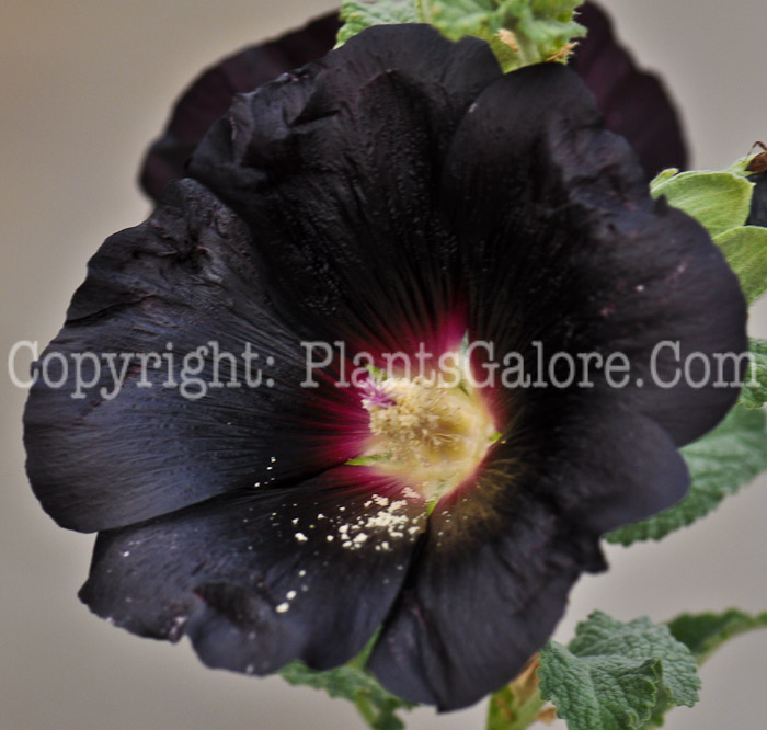 PGC-P-Alcea-rosea-Nigra-8-2012-1