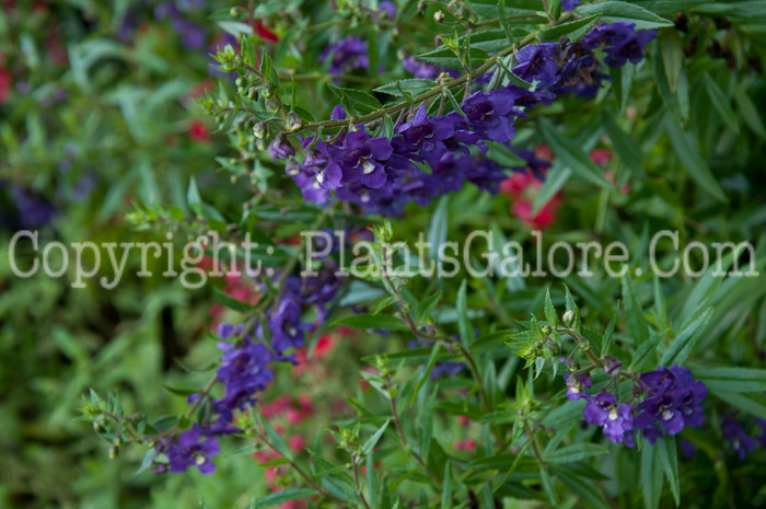 PGC-A-Angelonia-Deep-Plum-0913-1