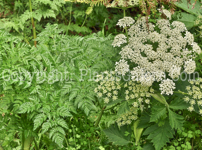 PGC-P-Anthriscus-sylvestris-aka-Cow-Parsley-2