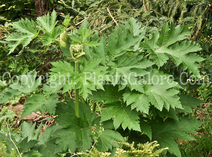 PGC-P-Anthriscus-sylvestris-aka-Cow-Parsley-3