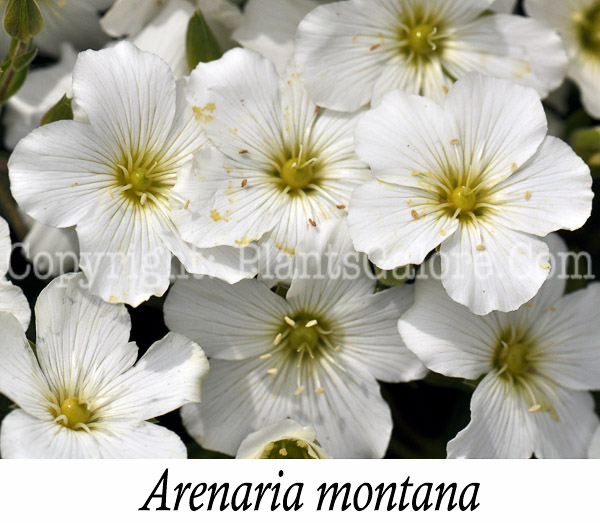 PGC-P-Arenaria-montana-aka-Sandwort-2