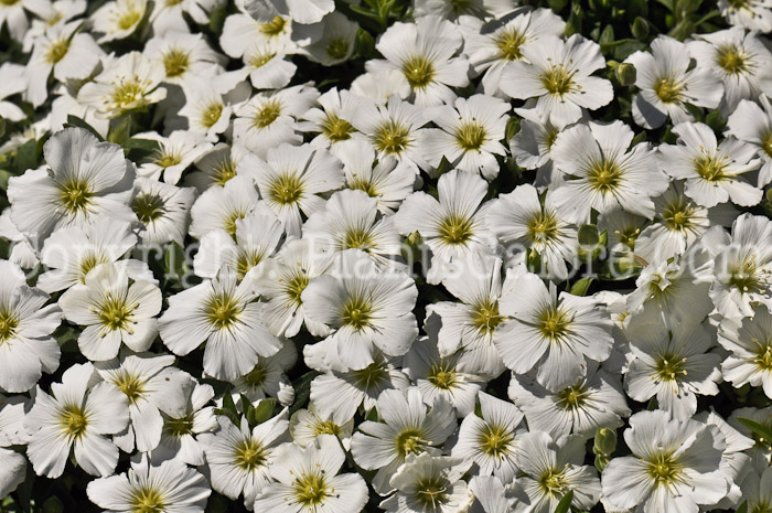 PGC-P-Arenaria-montana-aka-Sandwort-4