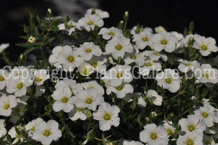 PGC-P-Arenaria-montana-aka-Sandwort-5