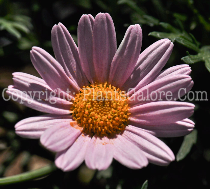 PGC-A-Argyranthemum-Comet-Pink-04-2012-2