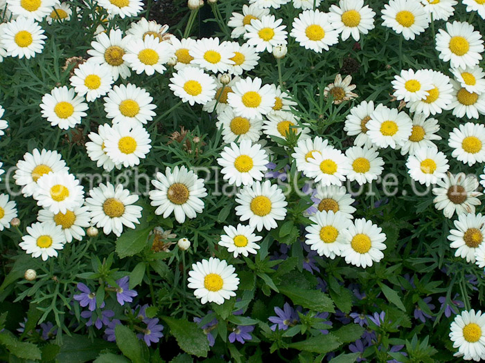 PGC-A-Argyranthemum-Crested-Ivory-2010-001