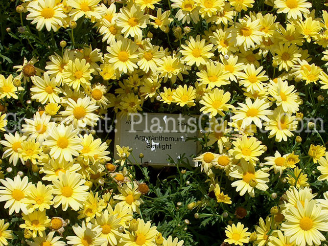 PGC-A-Argyranthemum-Sunlight-d-2010